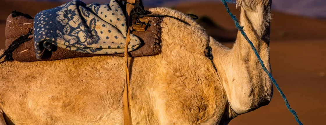 Marrakech camel safari