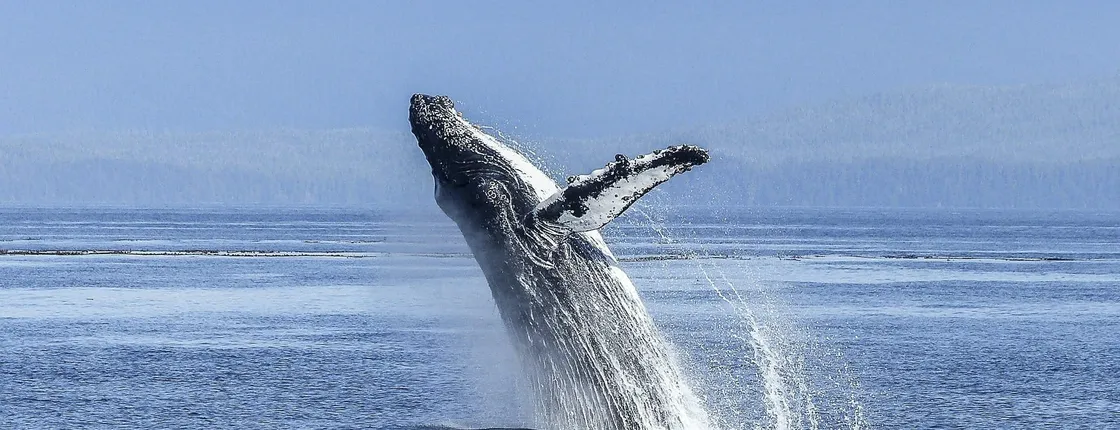 Hermanus Whale Route Tour from Cape Town