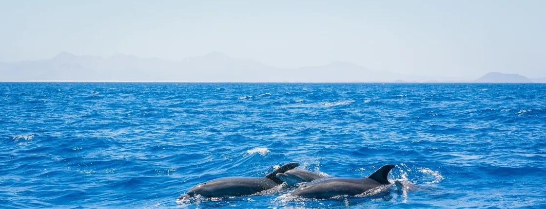 Lanzarote whale and dolphin watching experience