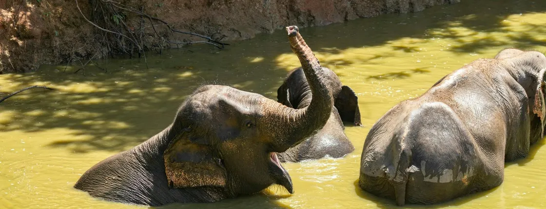 Half Day Elephant Nature From Phuket