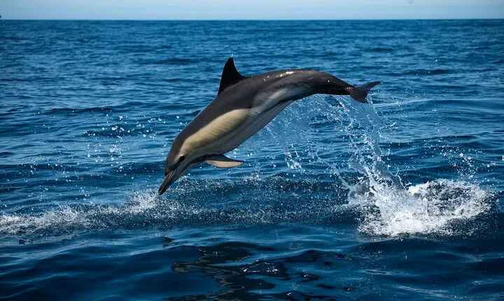 Observation DE dolphins and whales with marine biologist in Arrábida