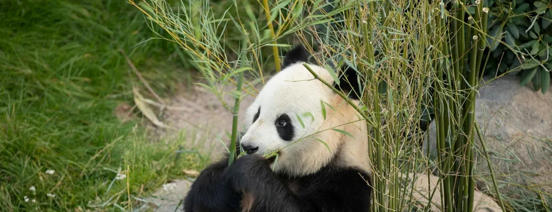 Copenhagen Zoo skip-the-line ticket with audio city tour and 1GB eSIM