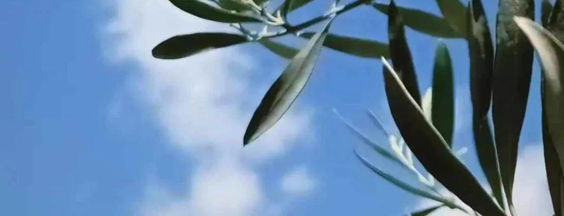 Lefkas Slow Food Farm and olive oil tour with tastings