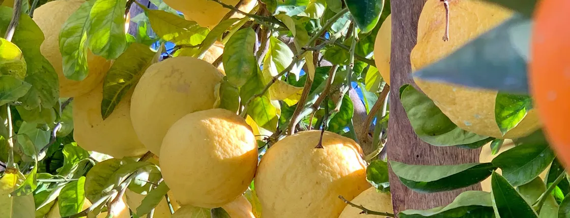 Sorrento Lemon Farm Tour