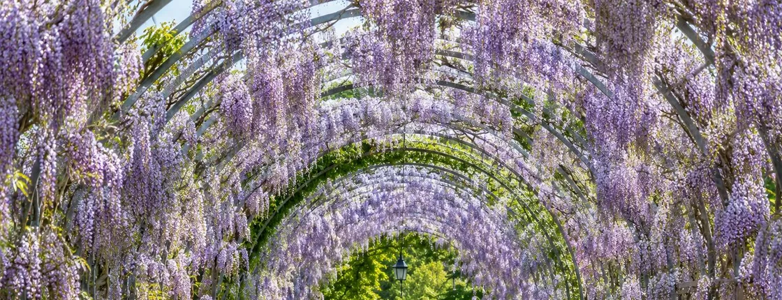 RHS Garden Wisley entry ticket with London audio guide and eSIM