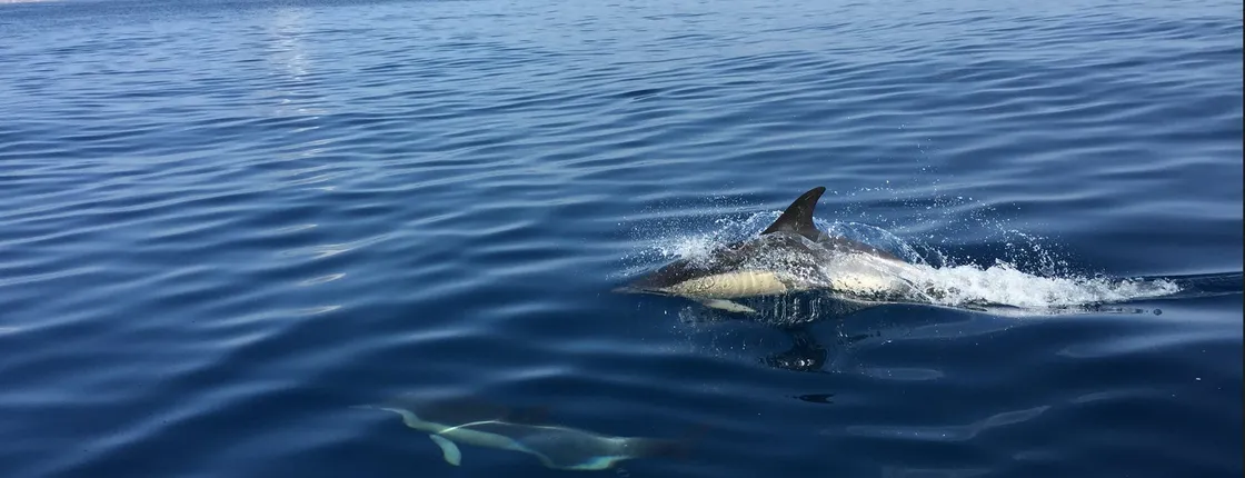 Dolphin Watching in Sesimbra