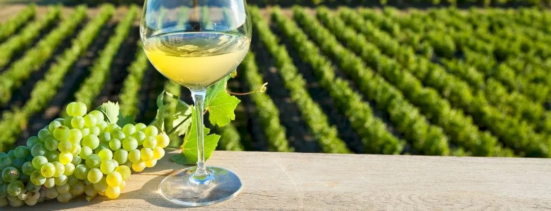 Vouvray wine discovery tour with tastings from Tours