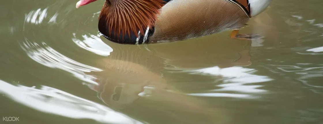 KL bird park, butterfly park and garden tour
