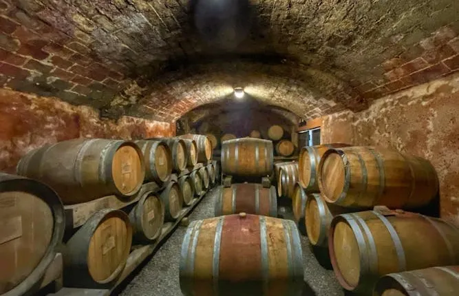 Wine experience in Piedmont