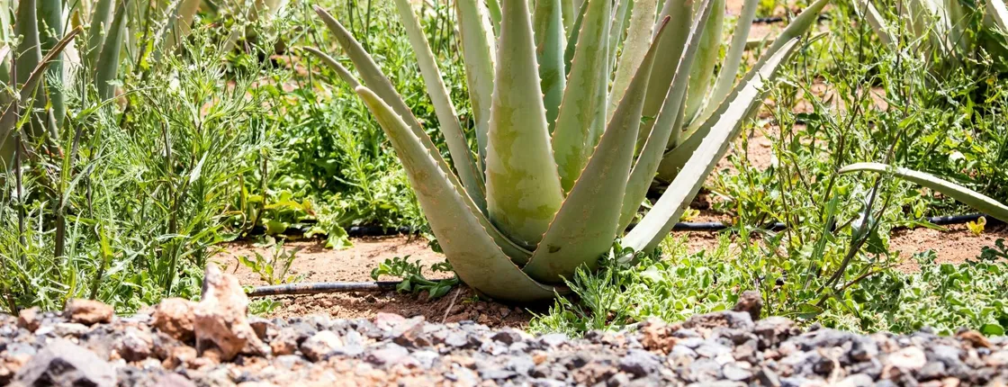 Eastern Majorca tour with Arta Caves and aloe plantation visits