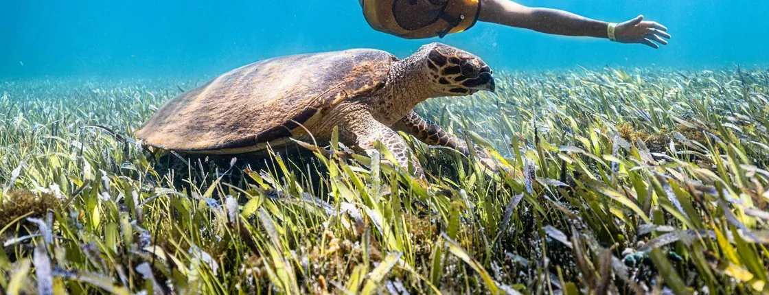 Cancun snorkelling tour with turtles, reefs, shipwreck and more