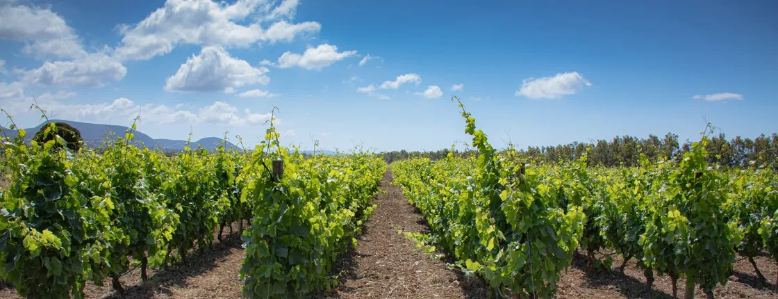 Vineyard walk and wine tasting with aperitif in Alghero
