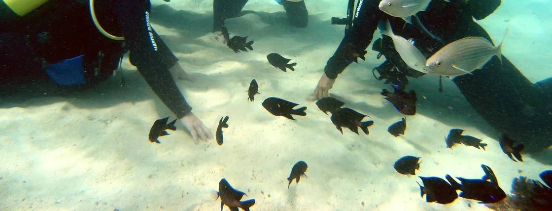 Native Diving Learning - Try Dive