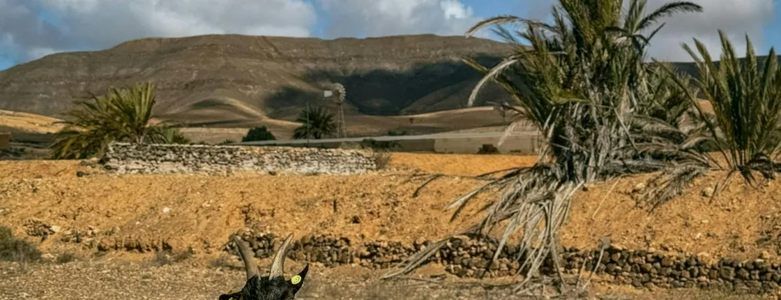 Fuerteventura small-group hiking tour with goats