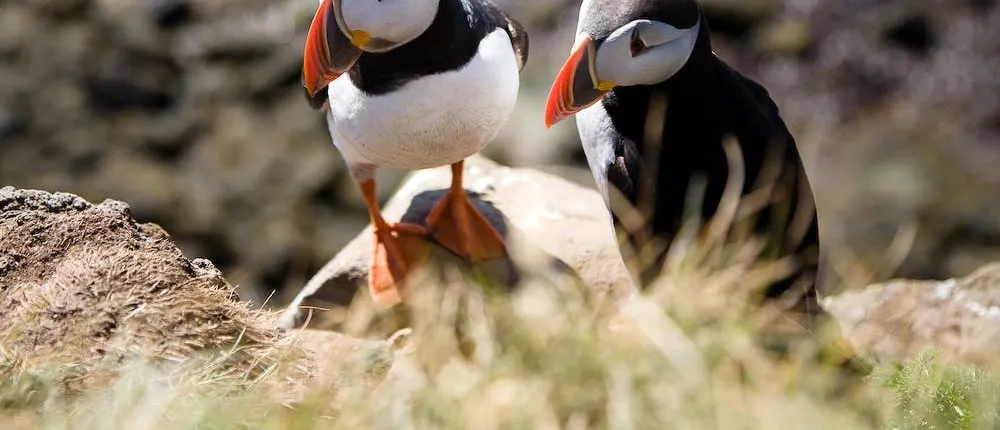 Hike to the wonder world of Látrabjarg