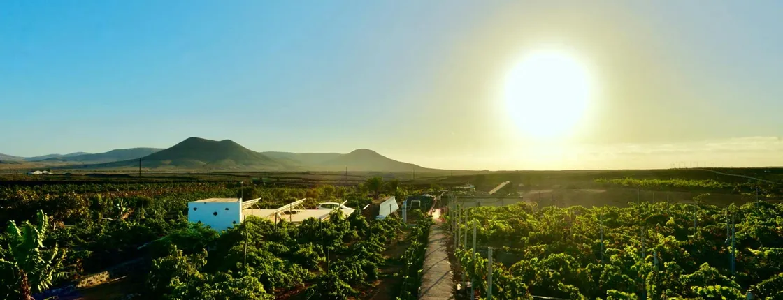 Family wine-tasting tour of Conatvs Winery in Fuerteventura