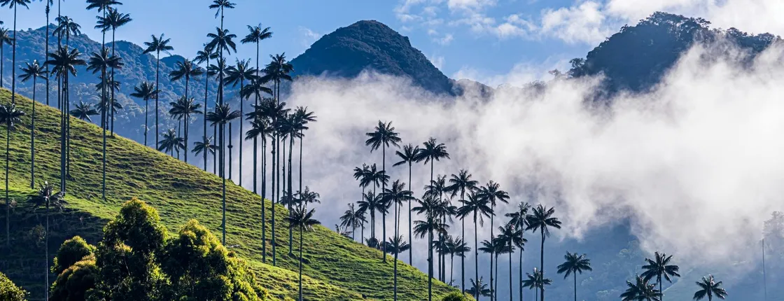 Full-day tour to Filandia, Salento and Cocora Valley from Armenia