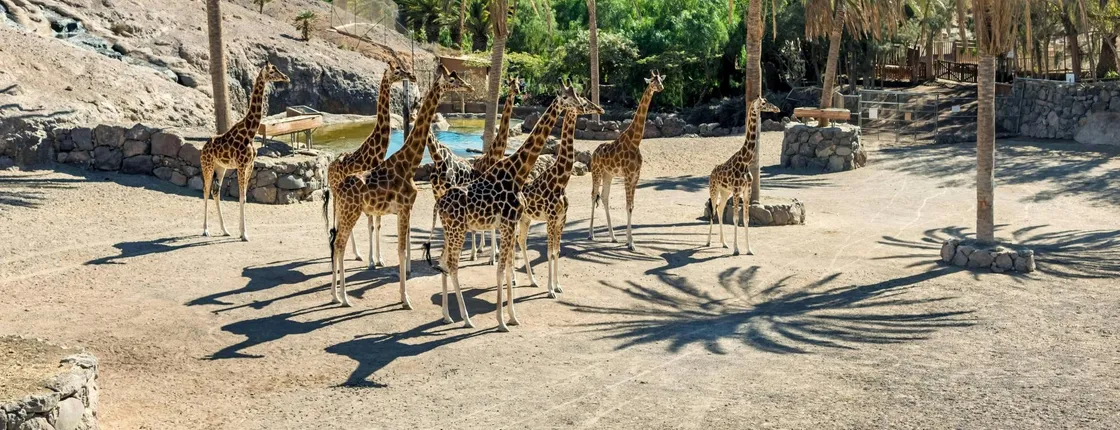 Oasis Wildlife Fuerteventura Ticket