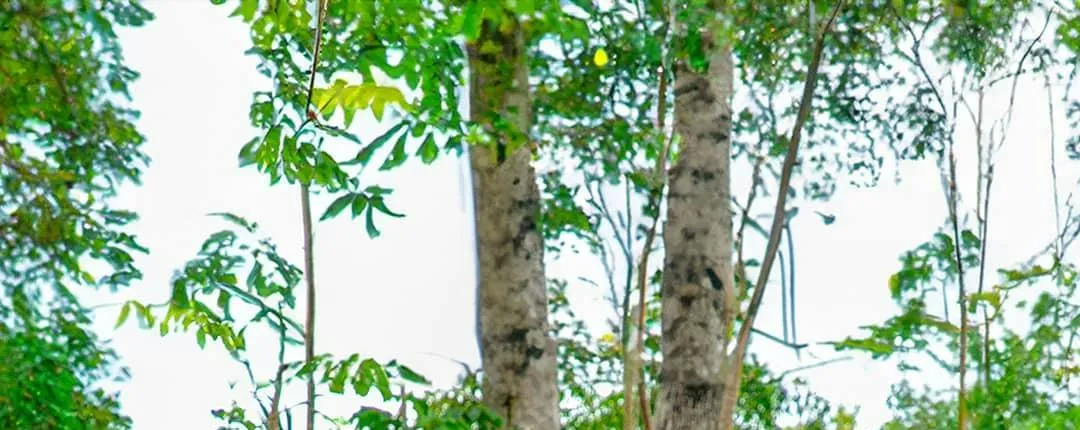 Adrenaline Park ATV, zip-line and cenote tour by Cancun Adventures