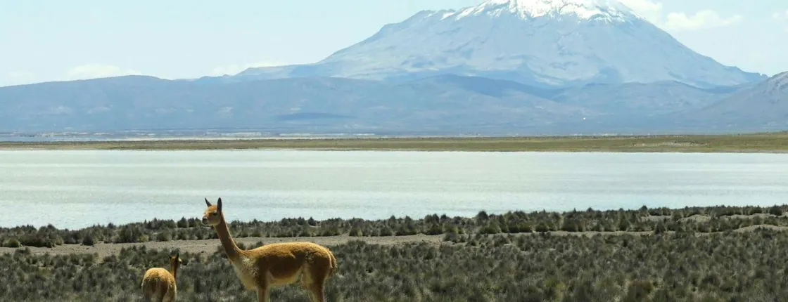 Salinas Salt Lagoon private full-day guided tour from Arequipa
