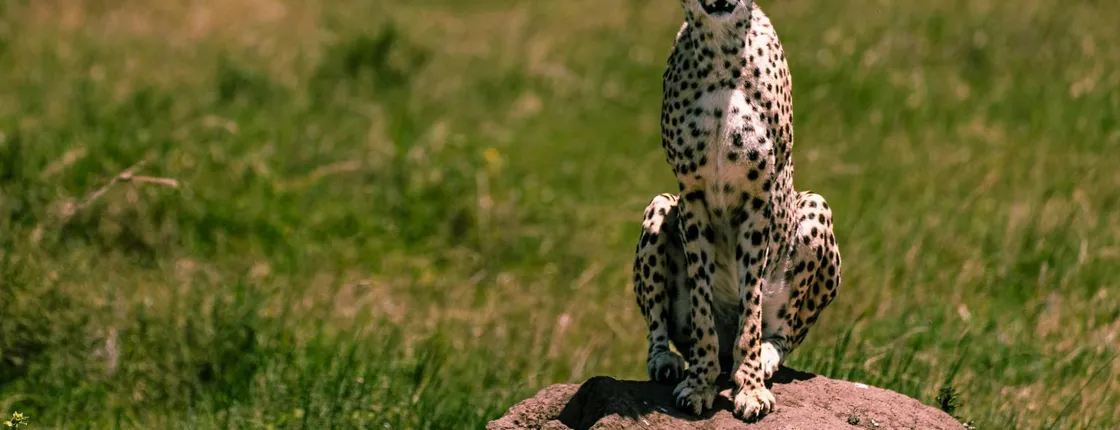 Serengeti National Park private two-day safari with night game drive