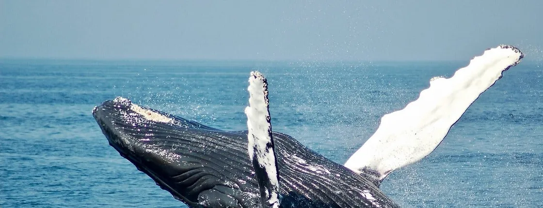 Mauritius whale watching speedboat tour