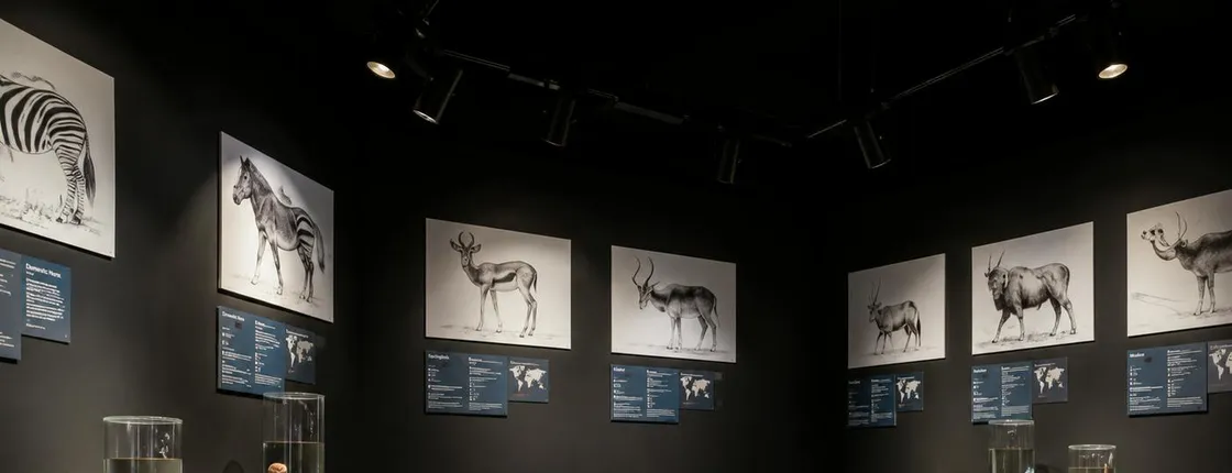Phallological Museum ticket with Reykjavík audio guide and eSIM