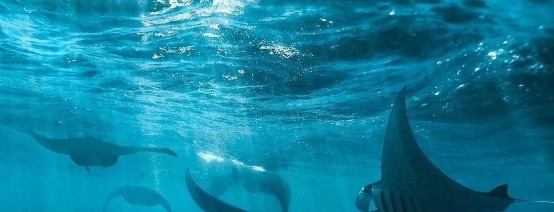 Private Nusa Penida all-inclusive snorkelling adventure