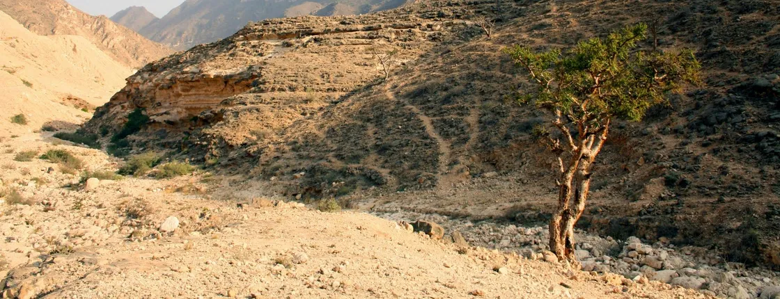 Full-day Salalah explorer, east and west highlights