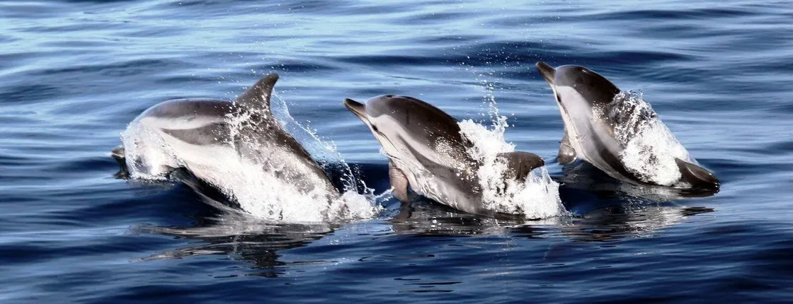 Jandia dolphin-watching cruise