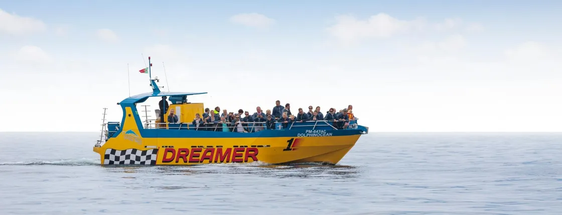 Dolphin-watching tour with transfers, drinks and tapas