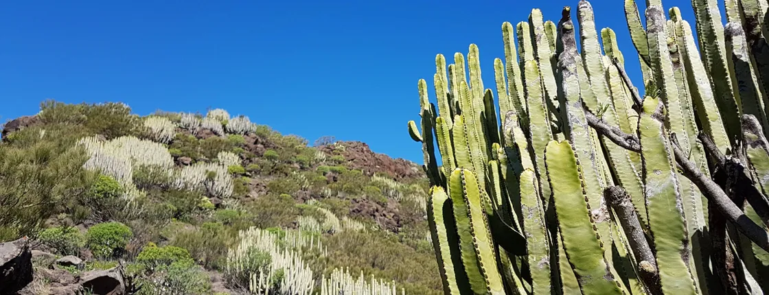 Teide National Park with Garachico and Masca