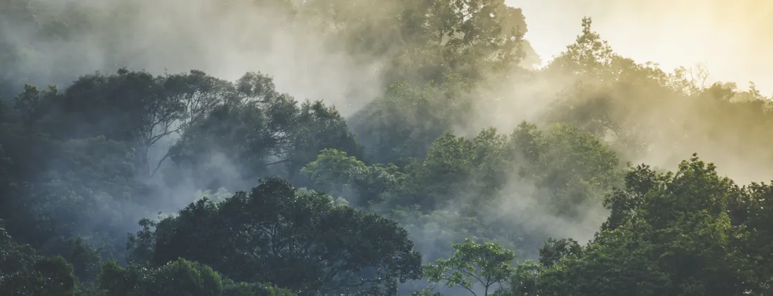 Half-day Langkawi rainforest trekking