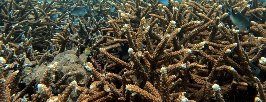 Bali coral restoration snorkelling tour with lunch