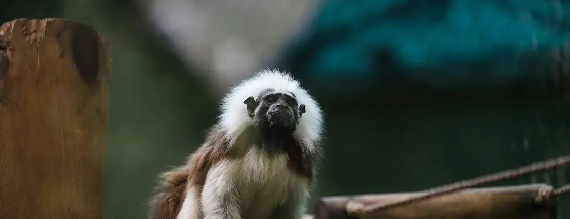 Akumal Monkey Sanctuary with ATV tour and snorkelling in Riviera Maya