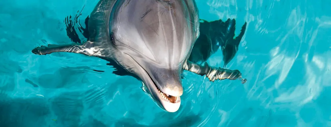 VIP Garrafon Natural Reef Park and dolphin experience ticket