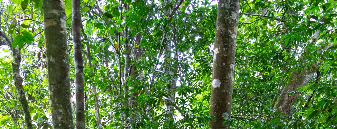 Sinharaja Forest Reserve hike with a local guide