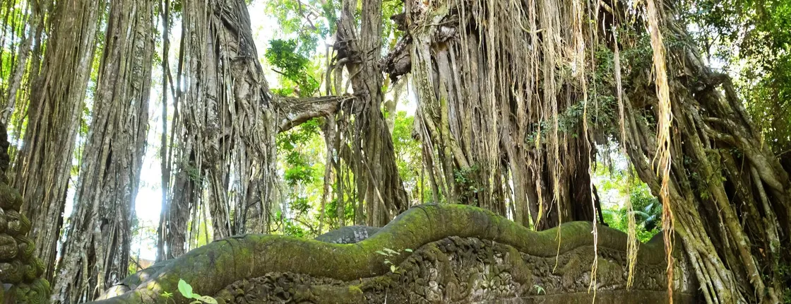 Art of Ubud Private Tour
