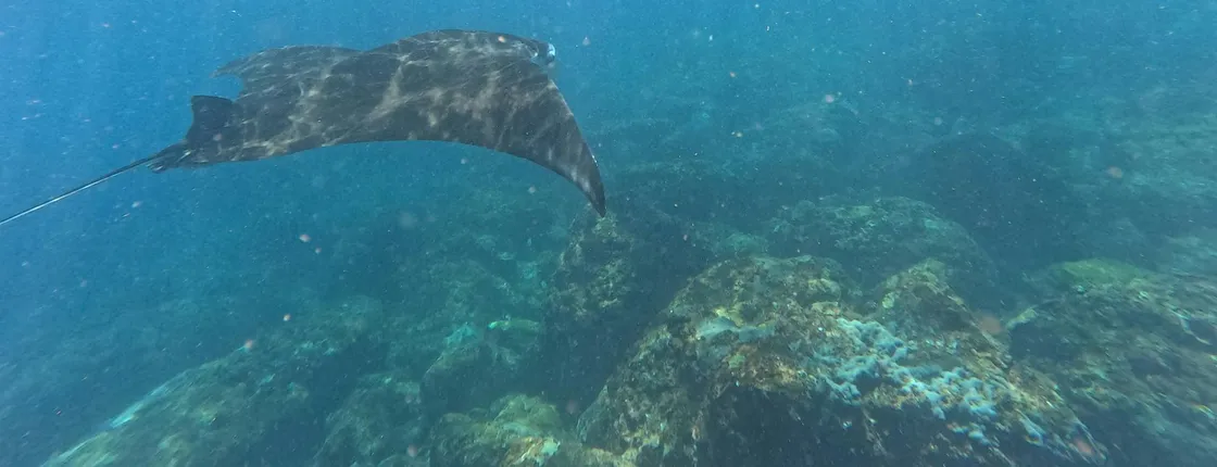 Snorkelling in Nusa Penida 4 points