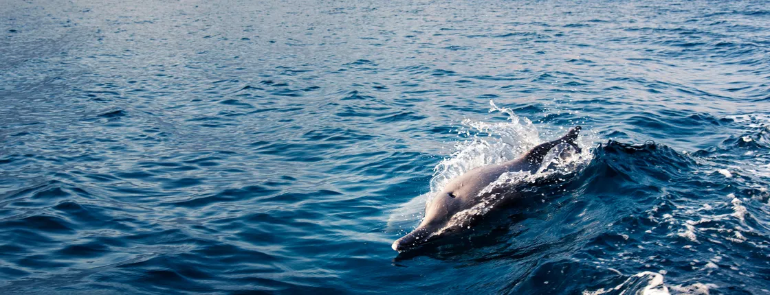 Gulf of Oman dolphin sightseeing tour
