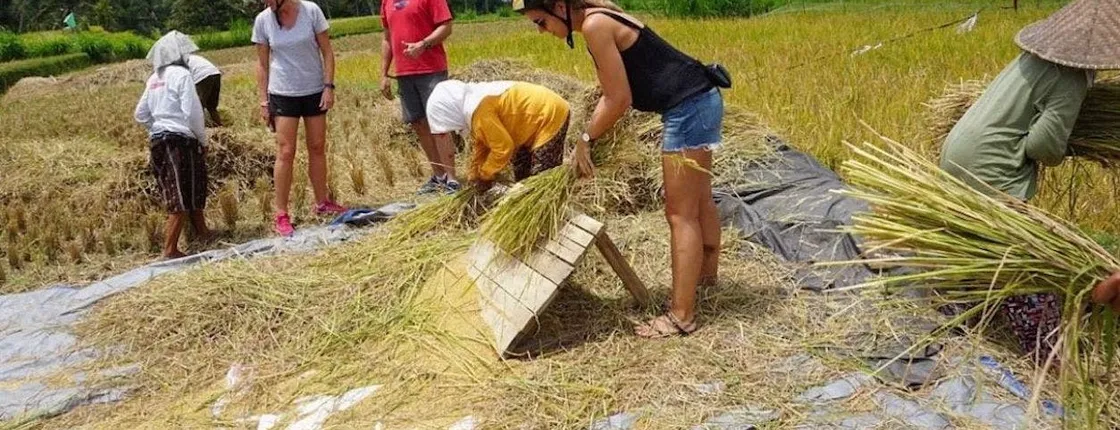 Full-day Ubud cycling and waterfall tour