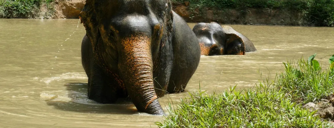 Morning guided tour at hidden forest elephant reserve in Chalong