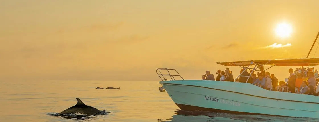 Dolphin experience in Mallorca
