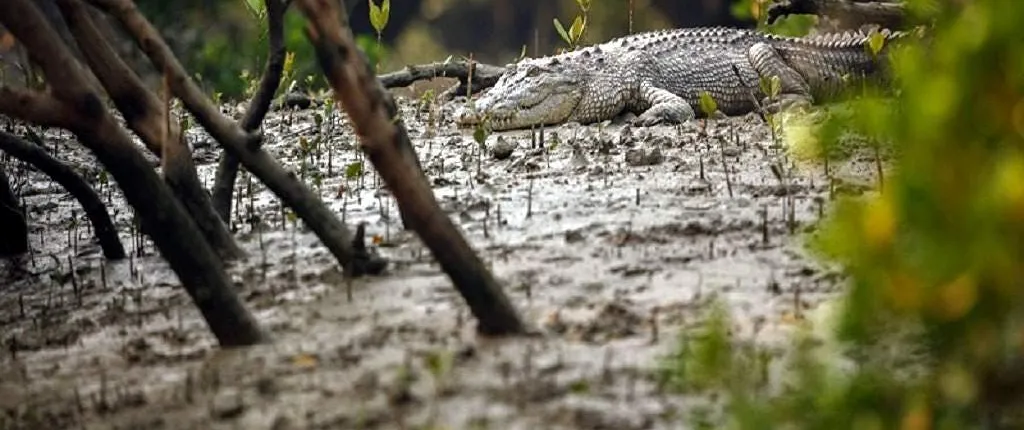 Goa Mangroves & Crocodile Tour