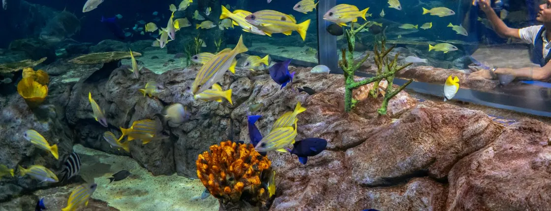 Mauritius Oceanarium Entrance Ticket With Transfer