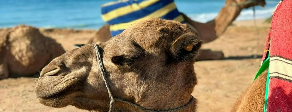 Camel Ride Experience in Essaouira's Coastal Region
