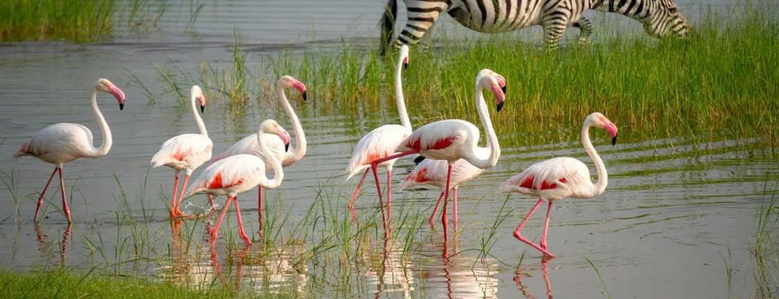 Ngorongoro Crater and Tarangire 3-day private safari from Zanzibar