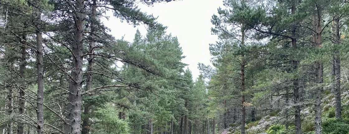 Scottish Highlands full-day guided walking tour