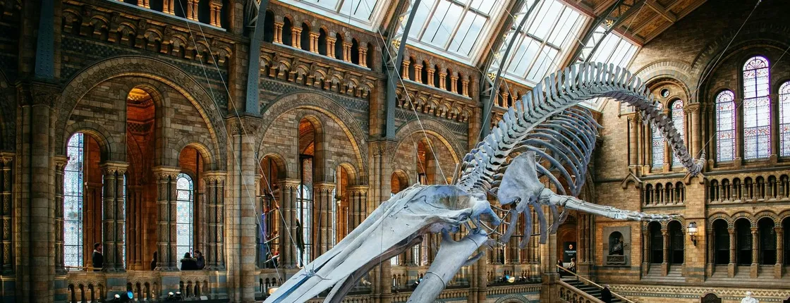 London Natural History Museum reserved entry and audio tour