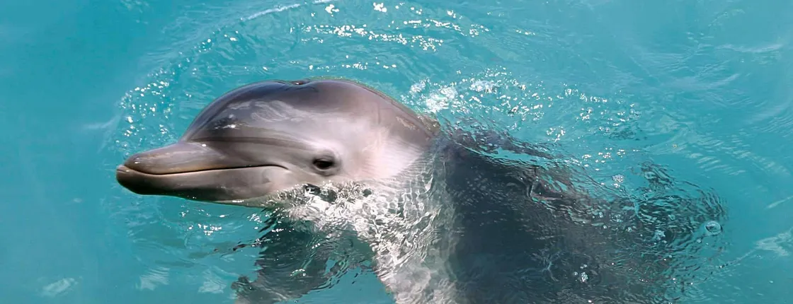Dolphin Connection at Dolphin Discovery Isla Mujeres ticket